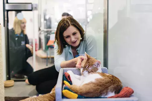 Sponsor a cat cabin